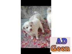 used Pomerenian white and golden color puppies for sale 
